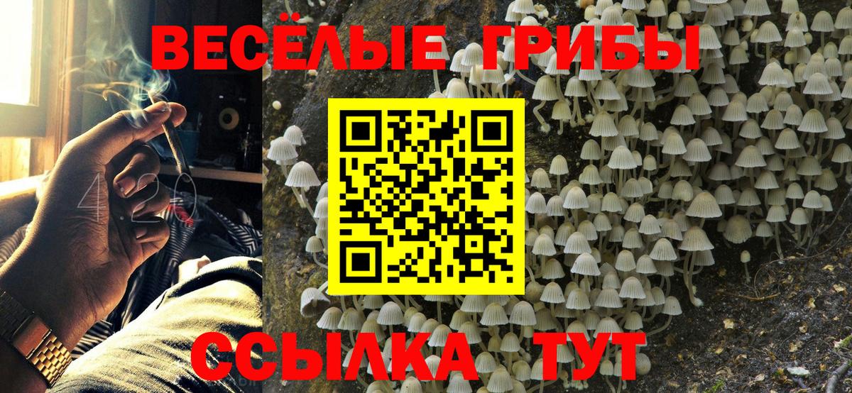 Галлюциногенные грибы Cubensis  Галлюциногенные грибы Psilocybine cubensis  Вход с VPN  Алатырь 